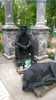 мужчина с собакой памятник на кладбище